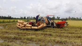 Giá lúa gạo hôm nay ngày 20/10: Giá lúa gạo bật tăng 200 đồng/kg