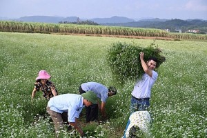 khoi nghiep voi nghe trong sen tren dat quang binh