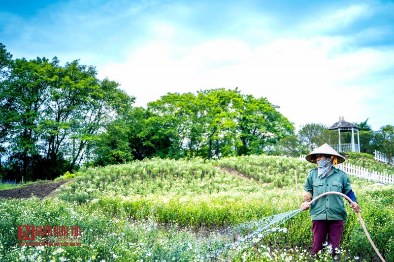 Tin nhanh - Giới trẻ đổ xô khoe dáng bên cúc họa mi đầu mùa (Hình 13).