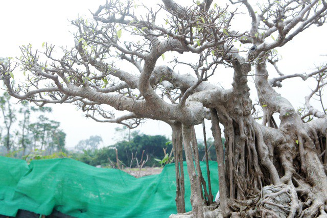 Tiêu dùng & Dư luận - Cây cảnh “Kỳ duyên mộc thạch' có giá 5 tỷ đồng chủ nhân không bán (Hình 3).