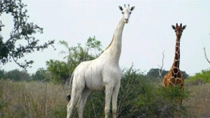 huou