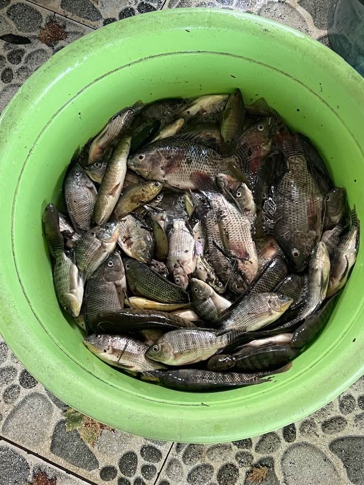 Long An bất ngờ mưa lớn, nông dân xả nước bắt hàng trăm ký cá rô đồng 3 377