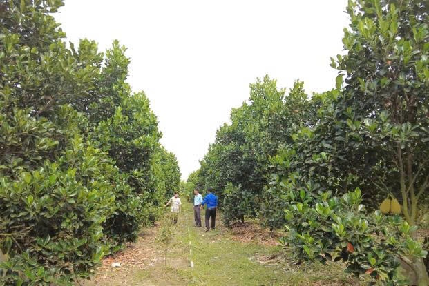 Nông dân Tây Ninh bỏ lối mòn, chuyển sang trồng loại quả "đặc sản quốc đảo", thu hoạch một vụ lãi tới cả tỷ đồng 1 453