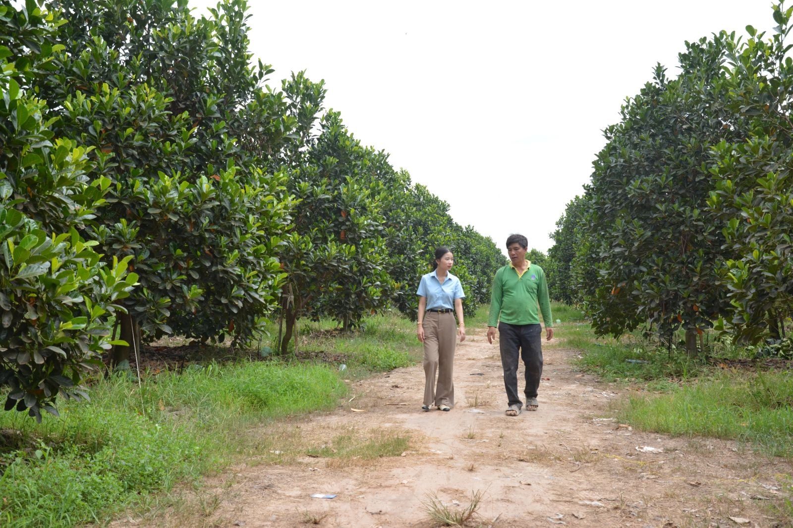 Nông dân Tây Ninh bỏ lối mòn, chuyển sang trồng loại quả "đặc sản quốc đảo", thu hoạch một vụ lãi tới cả tỷ đồng 2 454