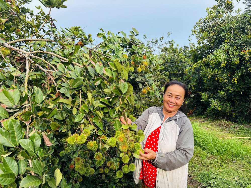 Từng chỉ trồng để ăn, nông dân Long An mạnh dạn mở cửa vườn "trái giải nhiệt", giờ mỗi mùa chín là một mùa sinh lời cao 1 504