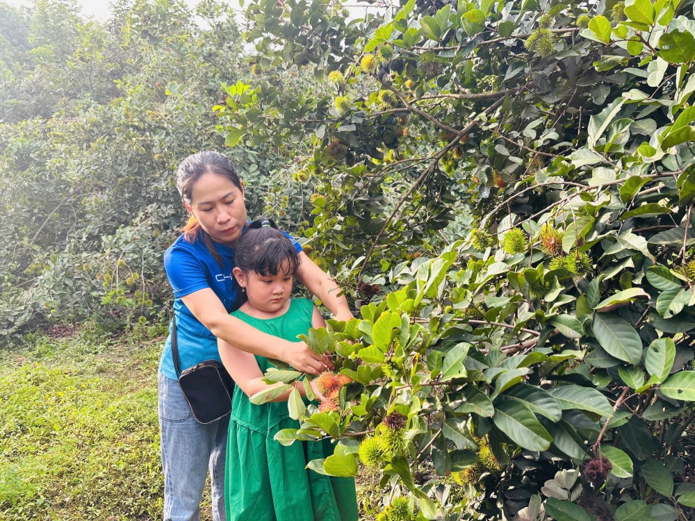 Từng chỉ trồng để ăn, nông dân Long An mạnh dạn mở cửa vườn "trái giải nhiệt", giờ mỗi mùa chín là một mùa sinh lời cao 2 505