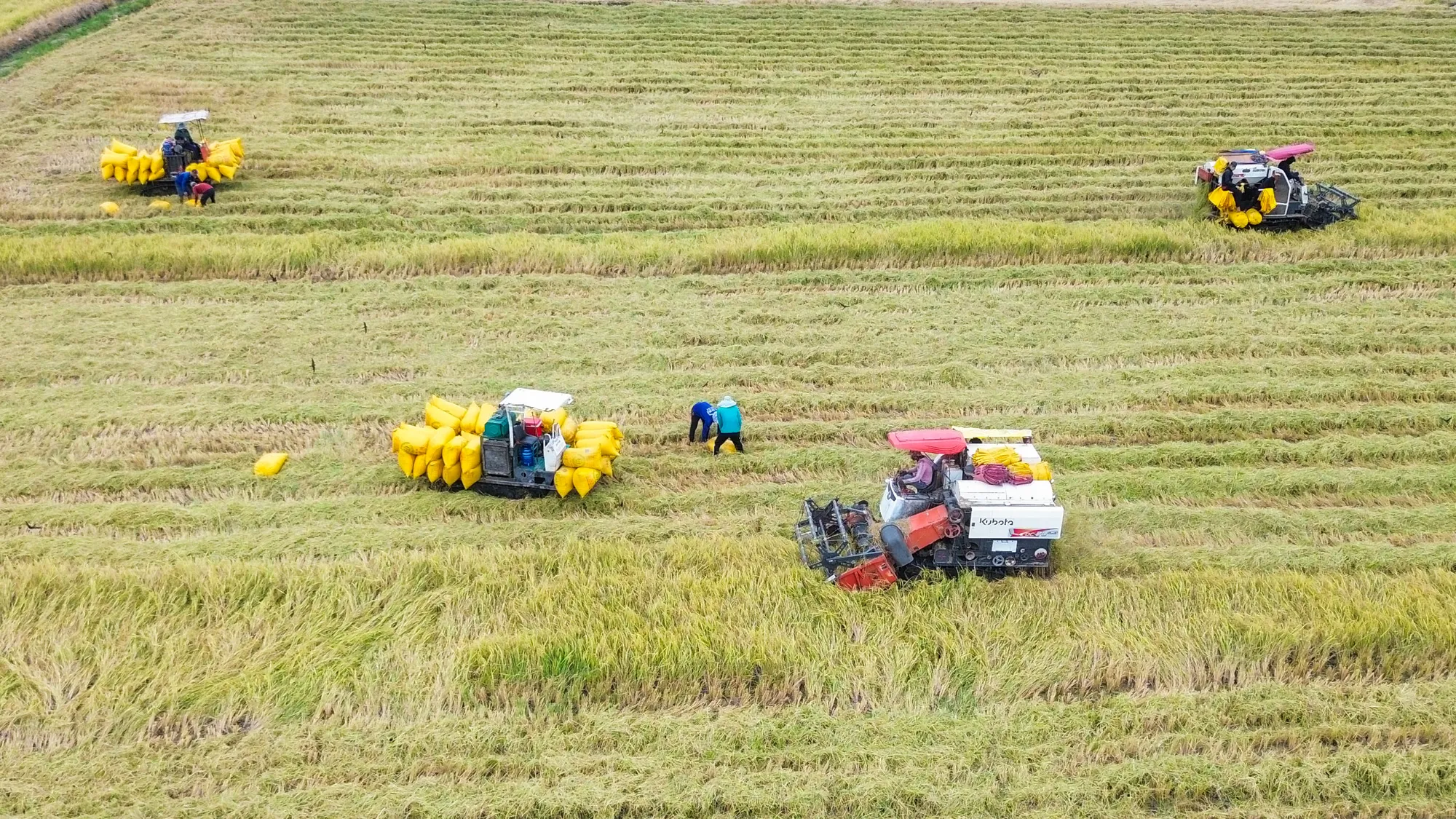 Chung dòng Vàm Cỏ Đông, Tây Ninh với Long An nối đôi bờ phát triển 3 531
