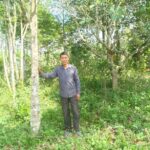 ong dao van sau ben nhung cay do bau trong vuon nha