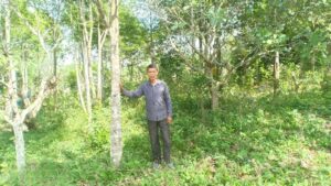 ong dao van sau ben nhung cay do bau trong vuon nha