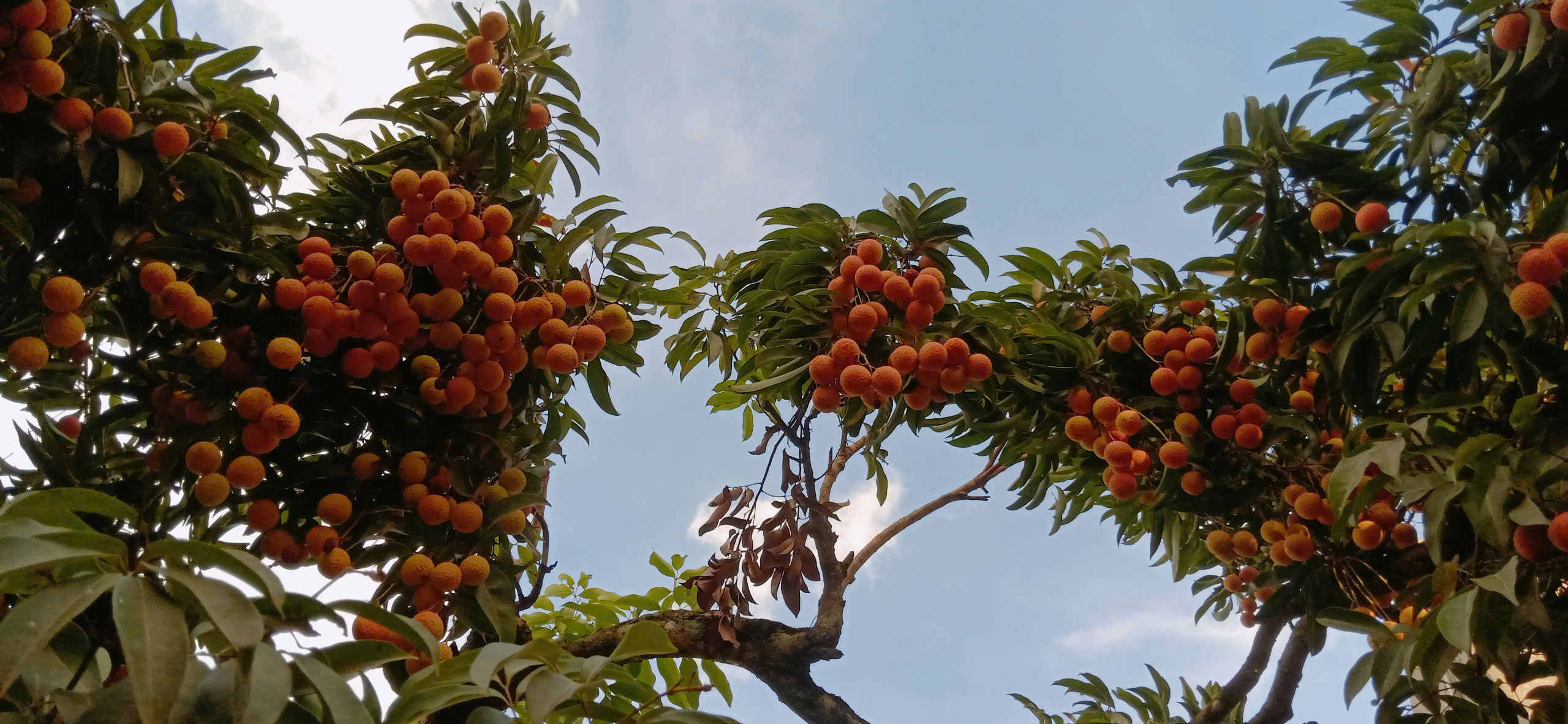 Vải VietGAP giữ giá, người trồng kỳ vọng thị trường ổn định đến cuối vụ. 1 z6725883962185 b4e9277852fd9848321a104951ad2423