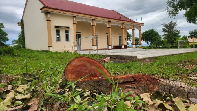 Vụ chặt cây xanh trong khuôn viên trụ sở xã: Nguyên Chủ tịch UBND xã thực hiện không đúng nguyên tắc, thủ tục 2 98350d2aef5659080047 313 6708.jpg
