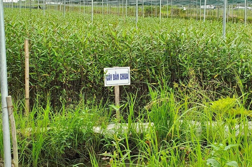 Làm kinh tế từ những cây xanh bị lãng quên 1 ban 1