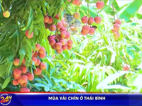 Mùa vải chín ở Thái Bình