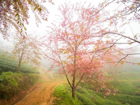 Ngắm mai anh đào khoe sắc trên đồi chè Sapa vừa bị đóng cửa