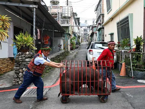 24h qua ảnh: Nghi thức dẫn cưới bằng lợn độc đáo ở Đài Loan