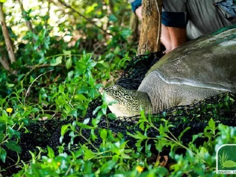 Tìm thấy hậu duệ của rùa Hoàn Kiếm ở Đồng Mô