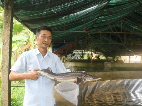 Thu tiền tỷ từ dòng suối nước lạnh dưới chân núi Pù Rinh