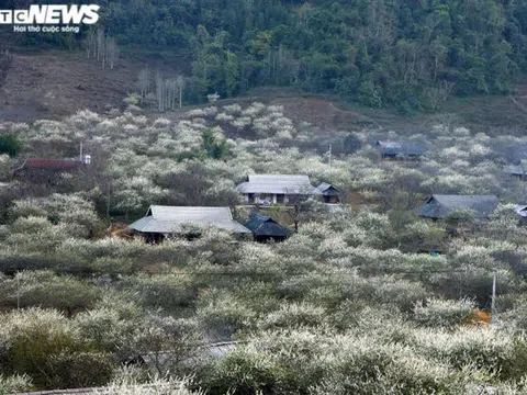 Ảnh: Lên cao nguyên xem hoa mận nở trắng rừng biên giới