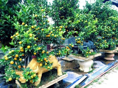 Đủ loại bonsai hình trâu độc đáo chơi Tết Tân Sửu 2021