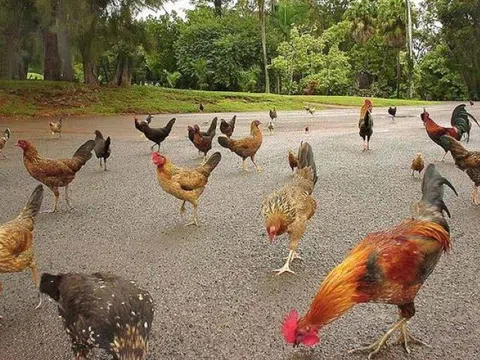 'Thiên đường du lịch' Hawaii biến thành nơi cư trú của hàng nghìn con gà rừng