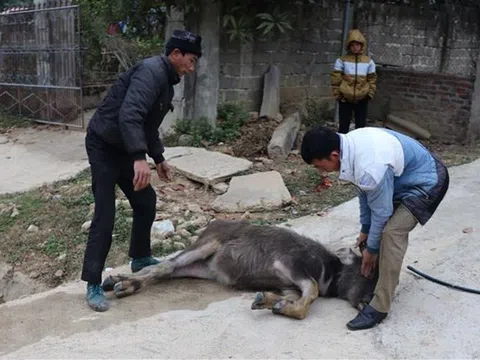 Rét đậm kinh hoàng hàng ngàn trâu, bò chết đói và rét