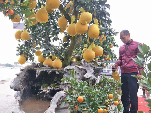 Cây cảnh... lãnh đủ: Ma trận bonsai