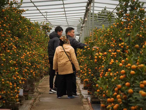 'Vương quốc' quất cảnh Thủ đô tất bật những ngày cận Tết