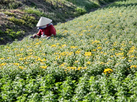 Nông dân làng hoa Mỹ Bình phấn khởi vì hoa Tết "được giá"