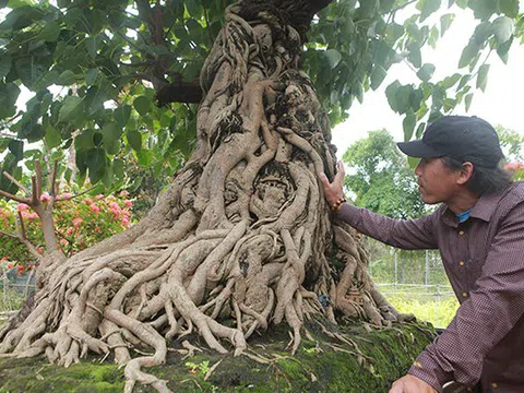 Chiêm ngưỡng cây bồ đề có bộ rễ "ảo diệu", chủ nhân muốn đổi lấy nhà lầu, xe hơi