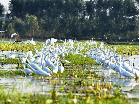 Sẽ thành lập Mạng lưới các khu Ramsar Việt Nam