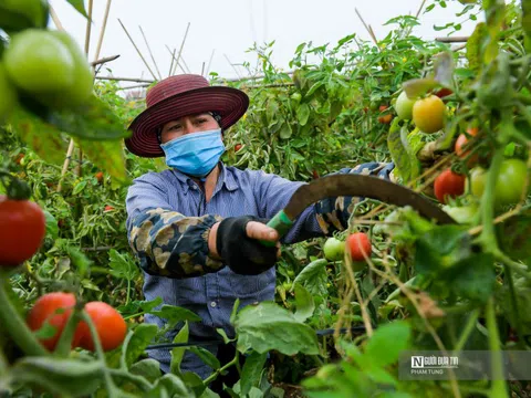 Hà Nội: Nông dân ngậm ngùi vứt bỏ củ cải, cà chua đầy đồng