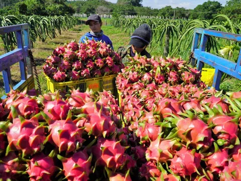 Trung Quốc tạm dừng nhập thanh long qua cầu phao tạm Đông Hưng