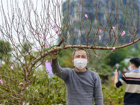 Tiểu thương ồ ạt đưa đào về Hạ Long bán Tết