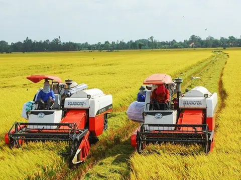 Giá nông sản tuần qua: Giá lúa biến động nhẹ