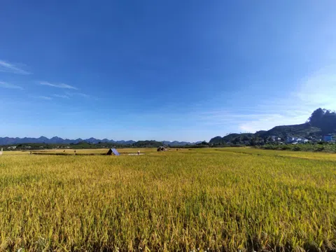 Thu vàng Mộc Châu