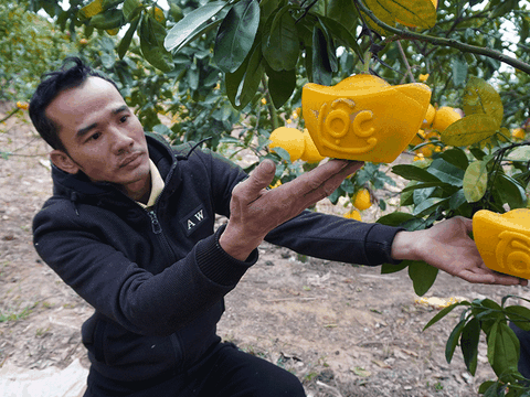 Bưởi diễn có hình dáng độc đáo giá hàng trăm nghìn đồng, khách đặt mua giá cao