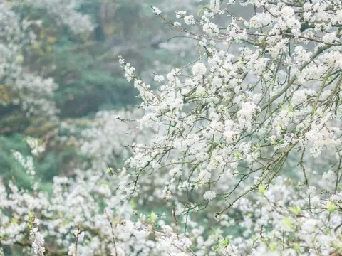 Mùa hoa: Mê mẩn ngắm 'bông tuyết trắng' nở rợp trời rẻo cao ảo diệu như cõi tiên