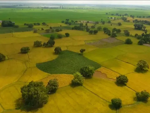 GIÁ GẠO VÀ GIÁ PHÂN BÓN TĂNG MẠNH