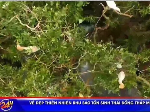 VẺ ĐẸP THIÊN NHIÊN KHU BẢO TỒN  SINH THÁI ĐỒNG THÁP MƯỜI