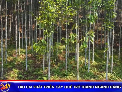 LÀO CAI PHÁT TRIỂN CÂY QUẾ  TRỞ THÀNH NGÀNH HÀNG CHỦ LỰC