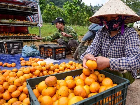 Kết nối, tiêu thụ sản phẩm nông nghiệp hữu cơ và sản phẩm chế biến