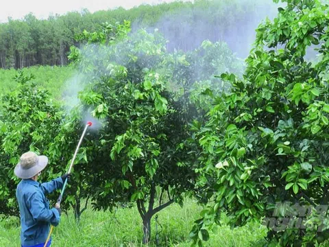 Cho cây 'ăn' cá, trứng, sữa...