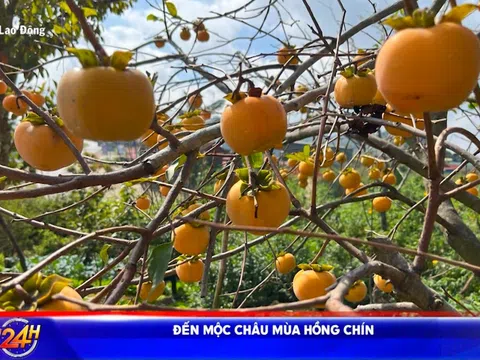 ĐẾN MỘC CHÂU MÙA HỒNG CHÍN