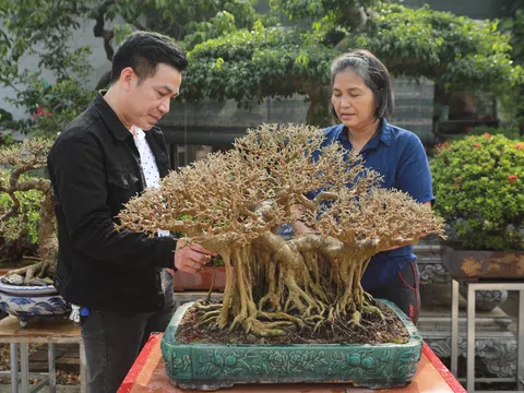 Cây sanh An Phúc: Một siêu phẩm dáng làng của nghệ nhân Nguyễn Thị Hiện