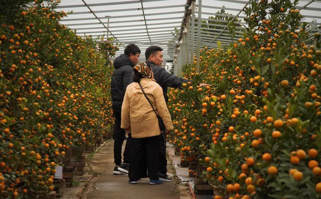 'Vương quốc' quất cảnh Thủ đô tất bật những ngày cận Tết