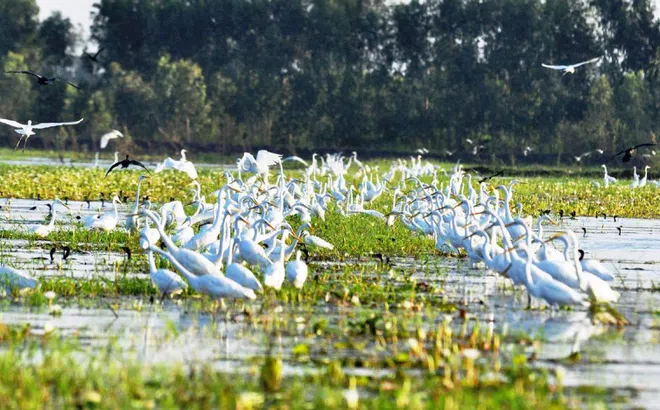 Sẽ thành lập Mạng lưới các khu Ramsar Việt Nam